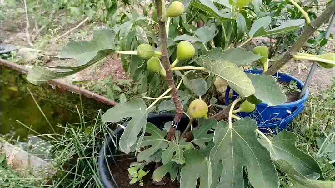 انجیر جنگلی شمال با رشد طبیعی در مناطق مرطوب